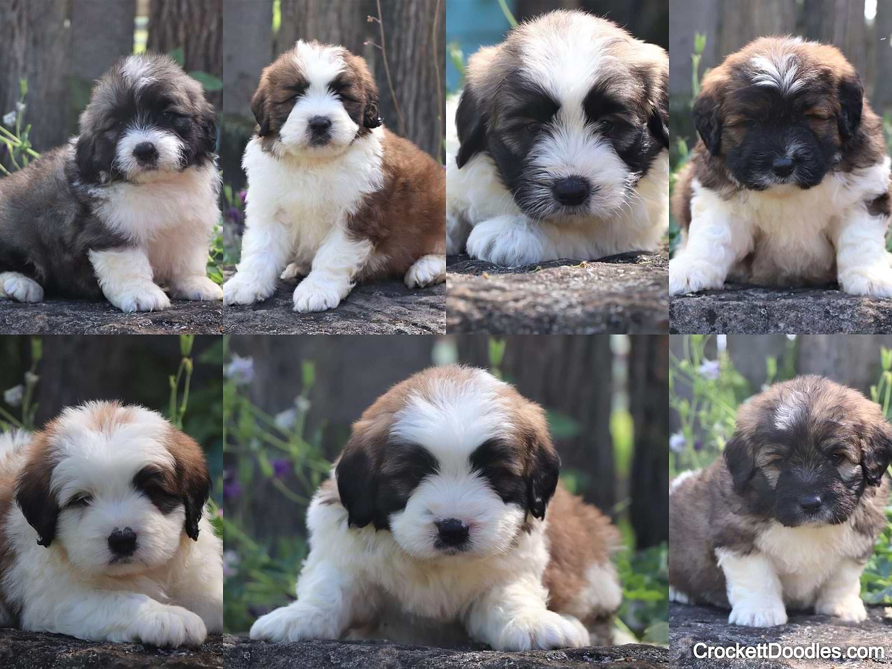 Mini Saint Berdoodles from Crockett Doodles