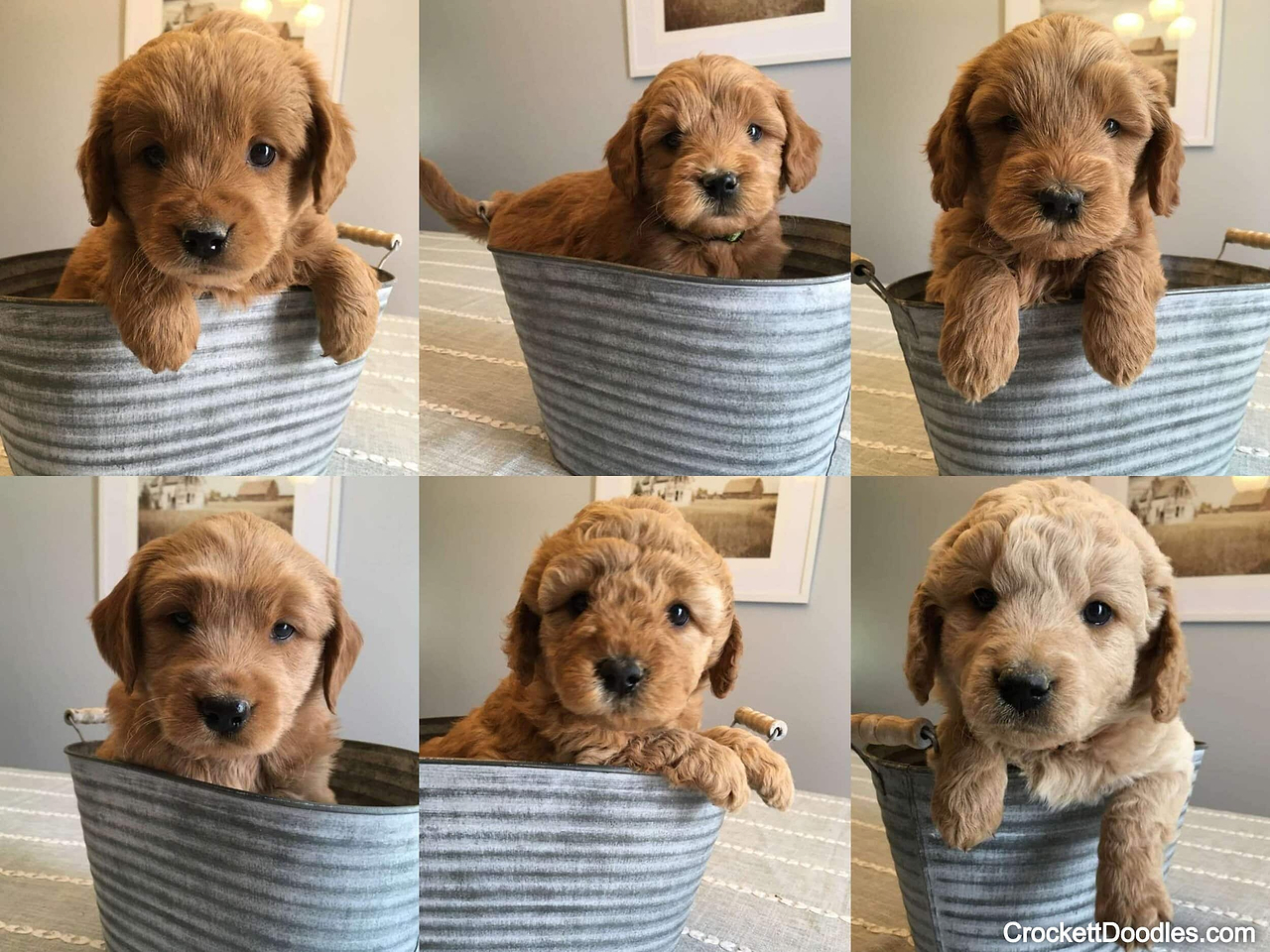 Multigen Mini Goldendoodles with F1 Goldendoodle mom and F1b Goldendoodle dad; some wavy coats; some curly coats