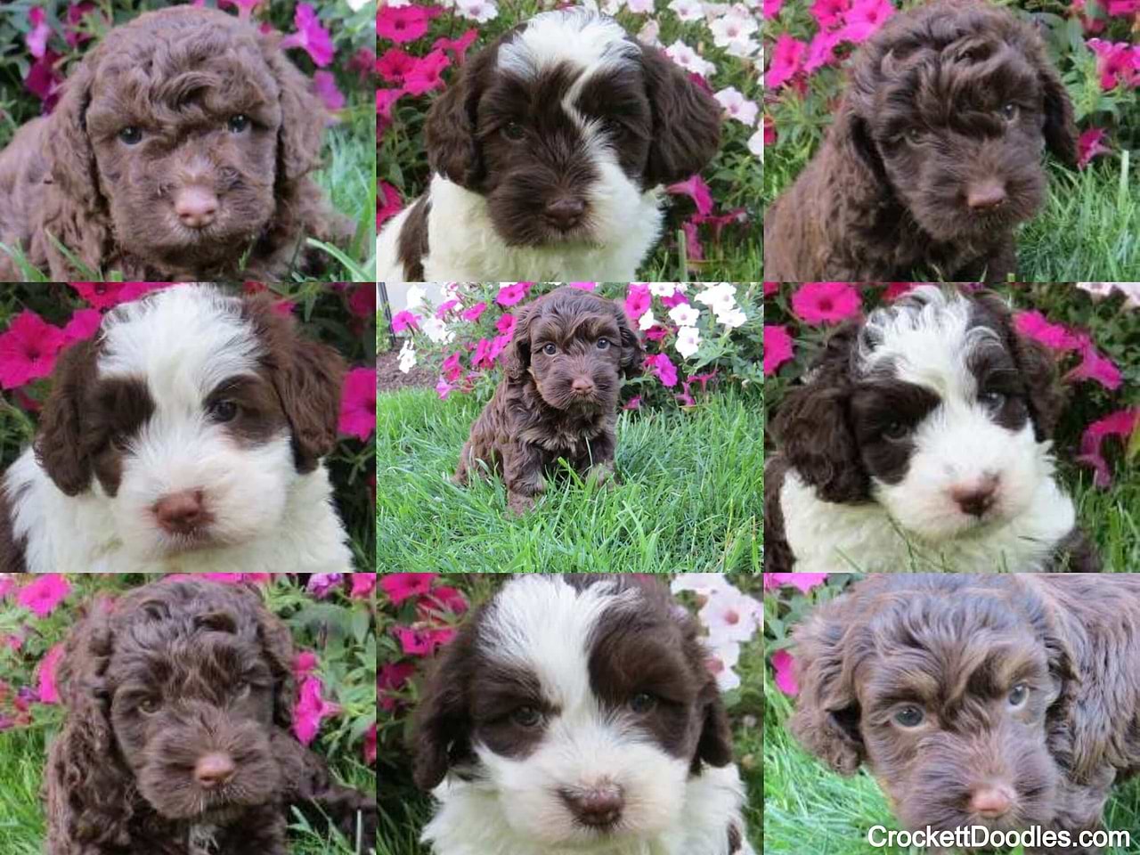 Mini Labradoodles from Crockett Doodles