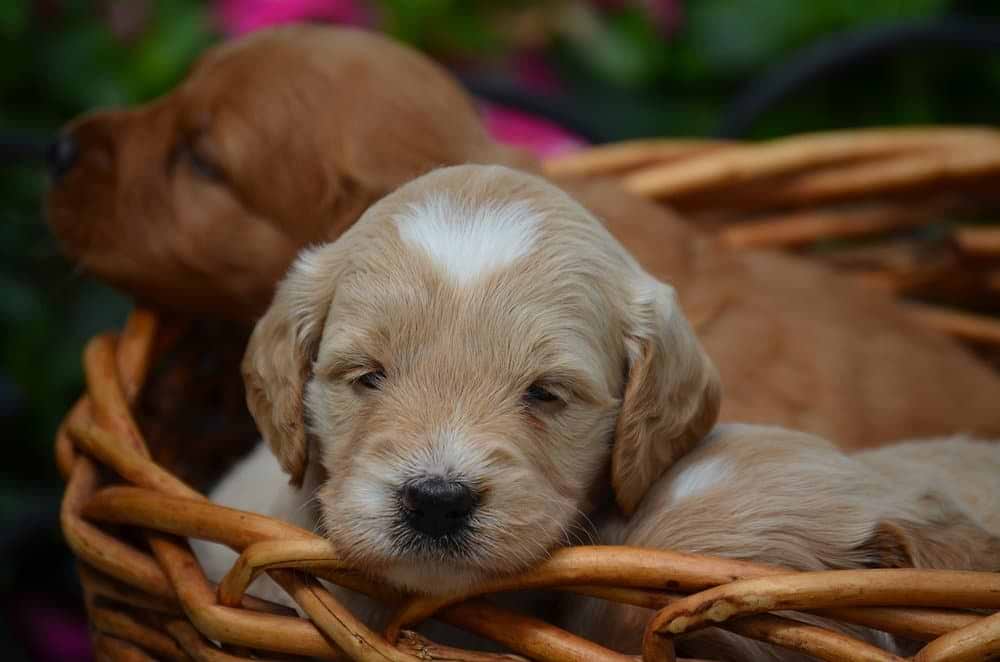 Mini Goldendoodle Puppy