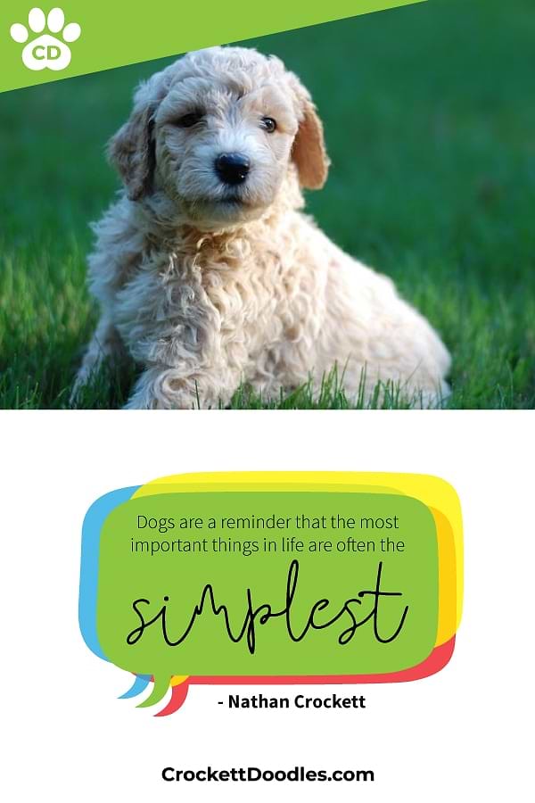 Lessons From A Doodle Dog