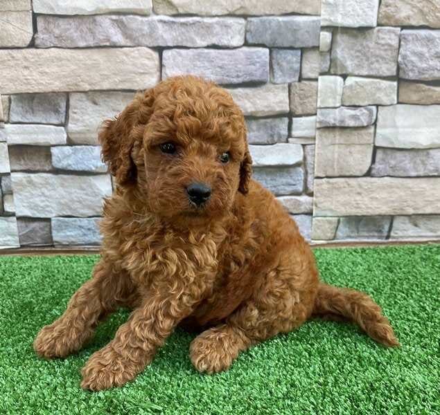 Red Mini Goldendoodle from Crockett Doodles