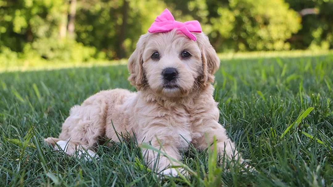 Goldendoodle Female Pup