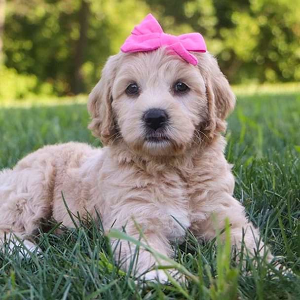 Goldendoodle Female Pup