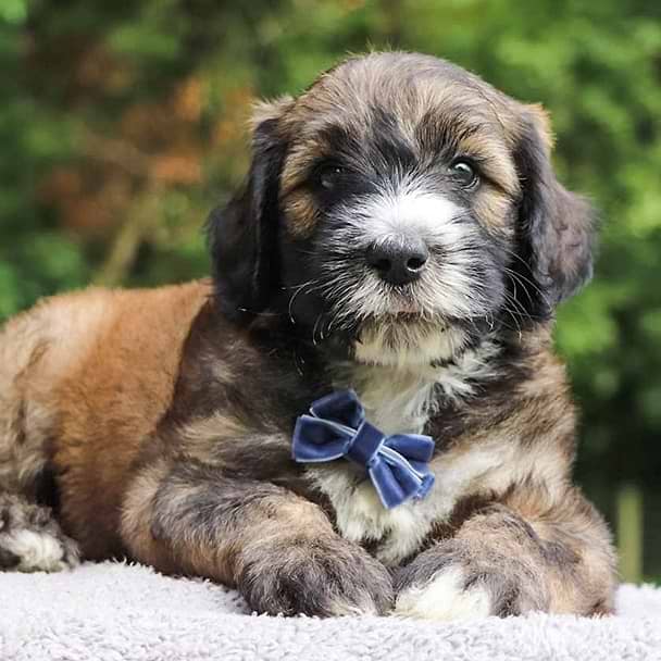 Multi-color Sheepadoodle Puppy
