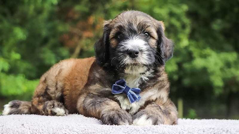 Multi-color Sheepadoodle Puppy