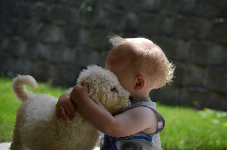 Goldendoodle Puppy Social Skills