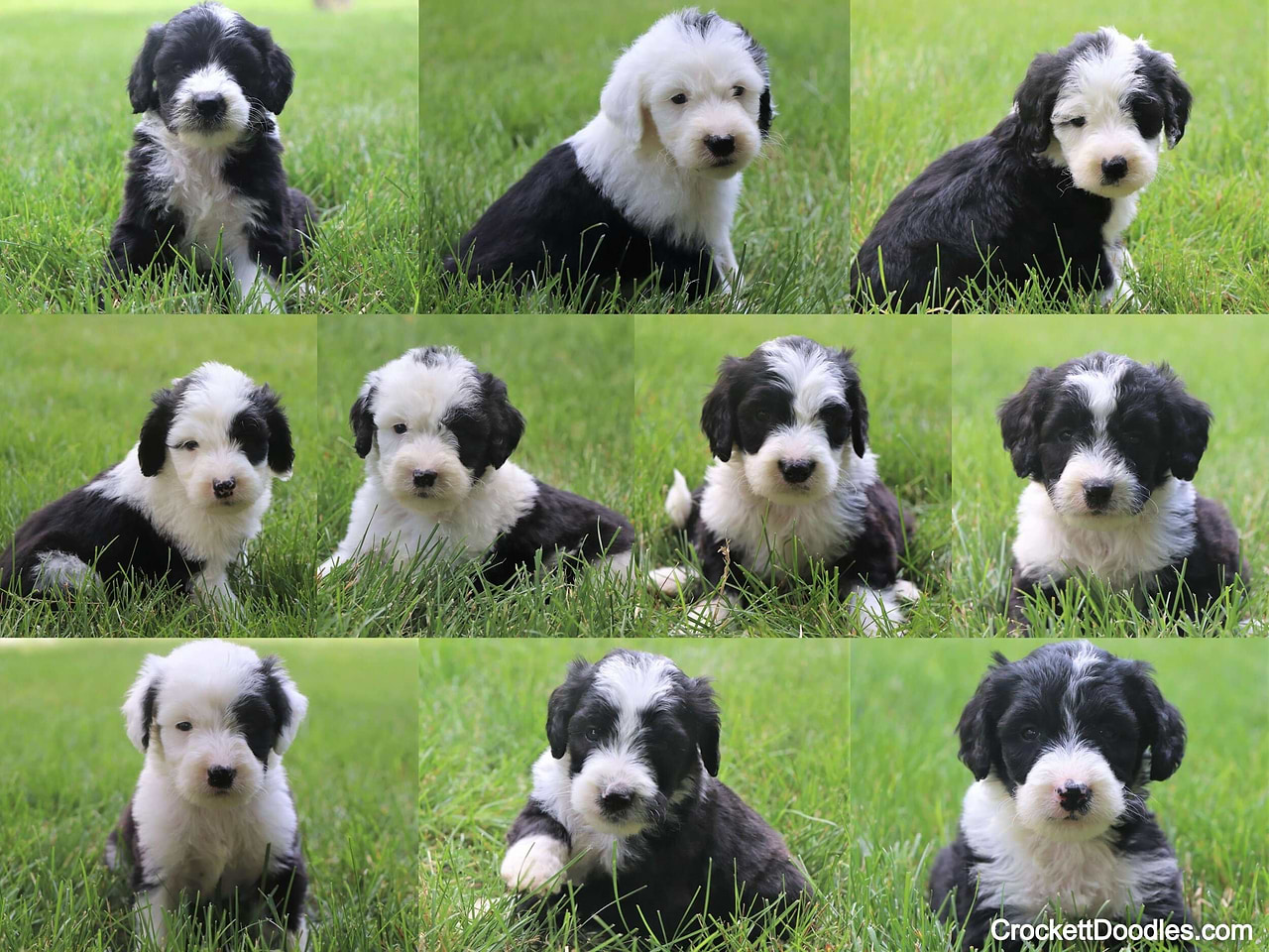 Standard Sheepadoodle Puppy Litter from Crockett Doodles