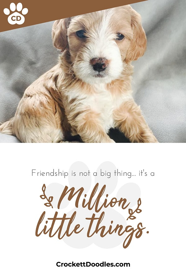 Toy Goldendoodle Crockett Doodles