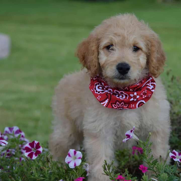 Traditional Mini Goldendoodle