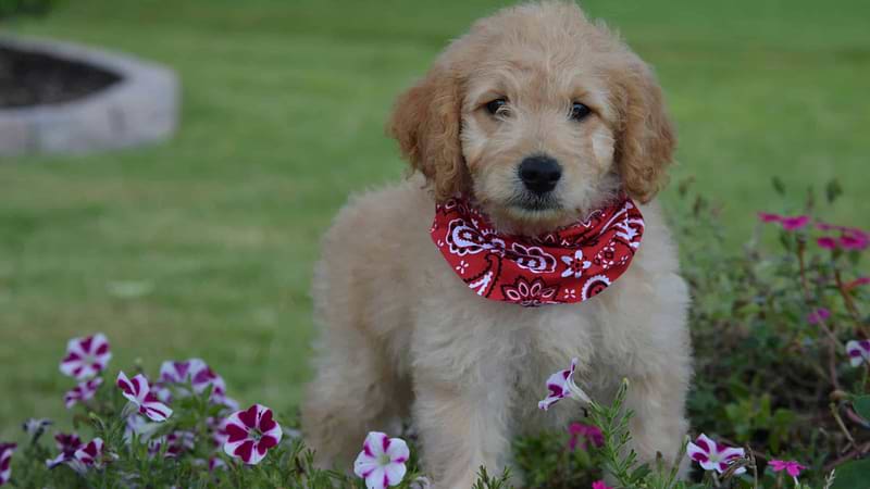 Traditional Mini Goldendoodle