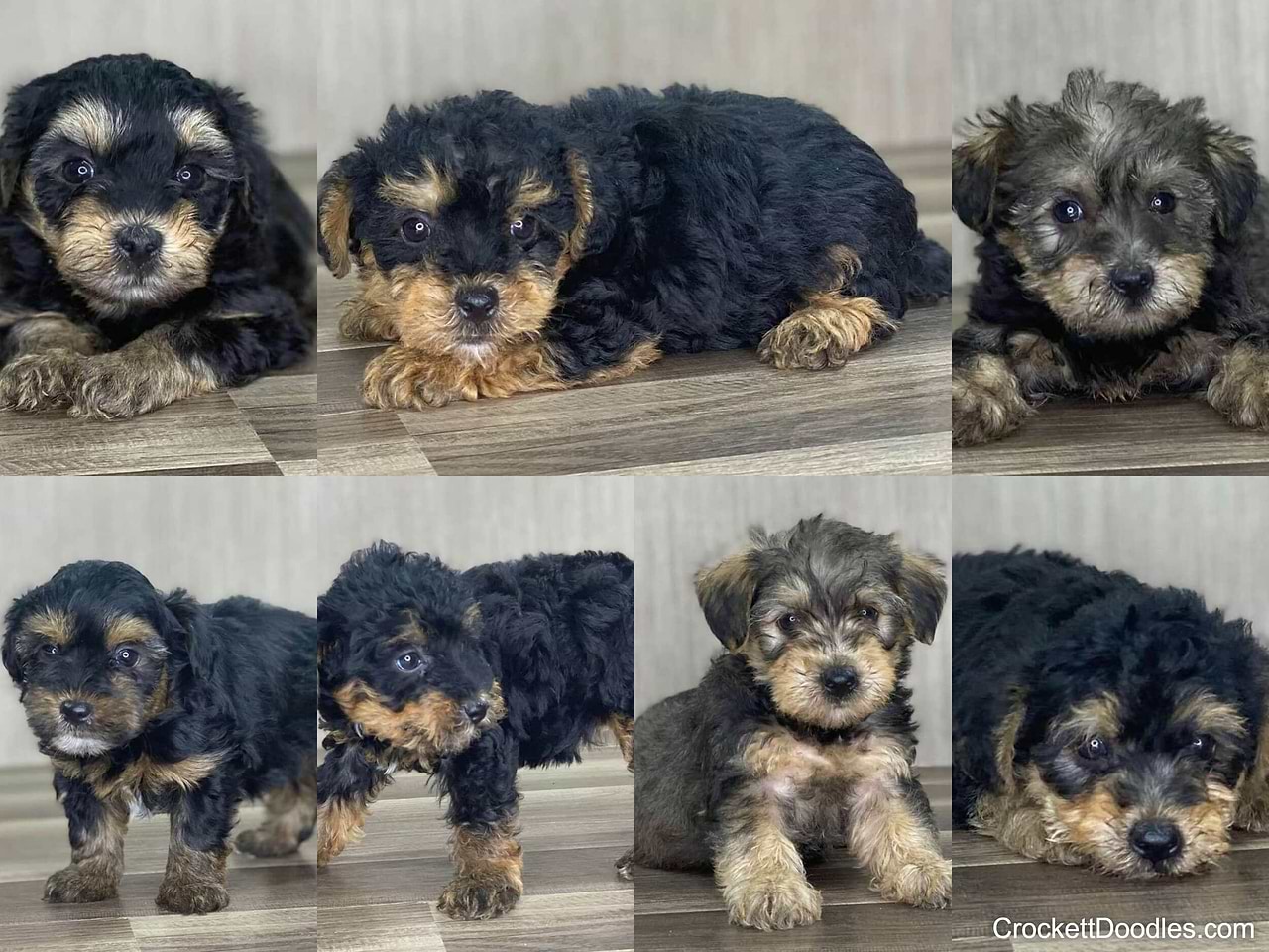 Yorkiepoo Puppy Litter from Crockett Doodles