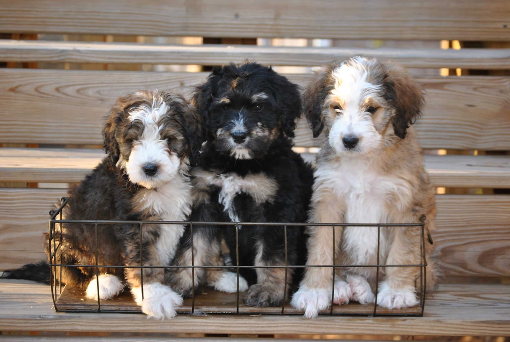 Bernedoodle puppies for sale