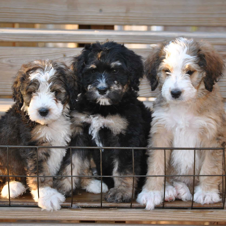 Bernedoodle puppies for sale