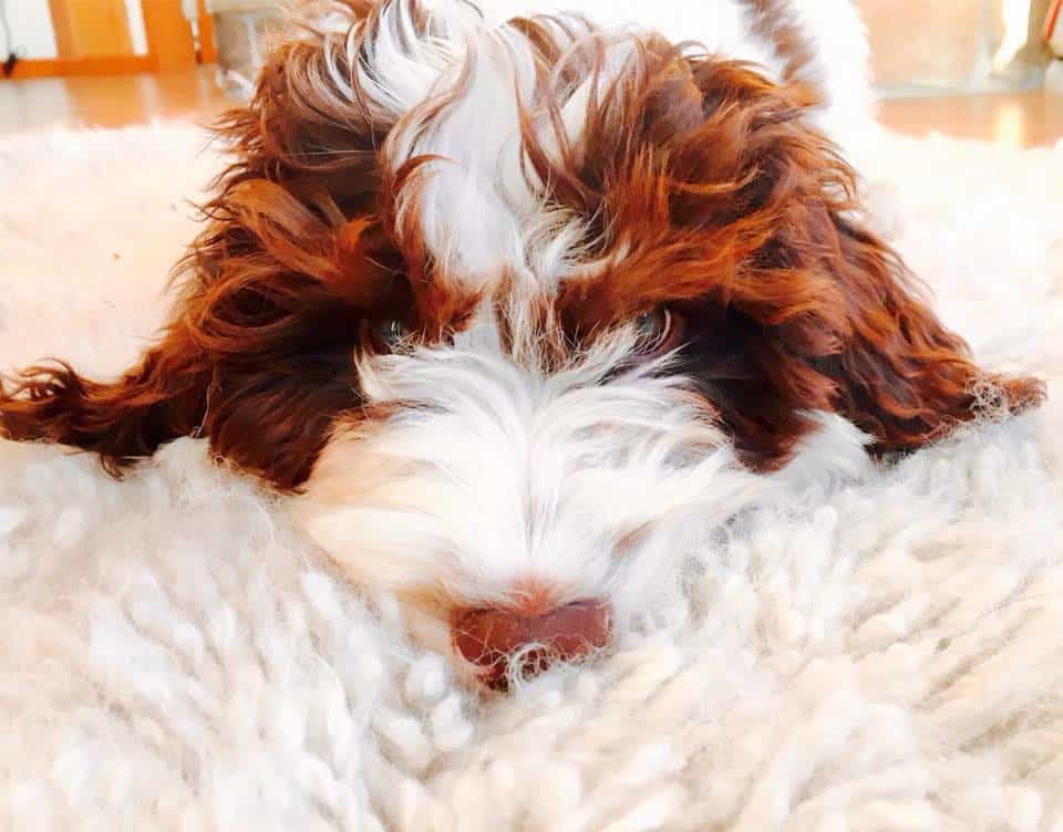Springerdoodle Rug