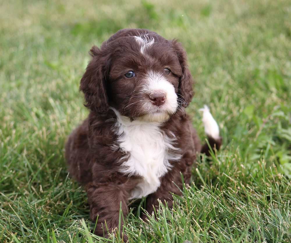 Chocolate Mini Labradoodle from Crockett Doodles