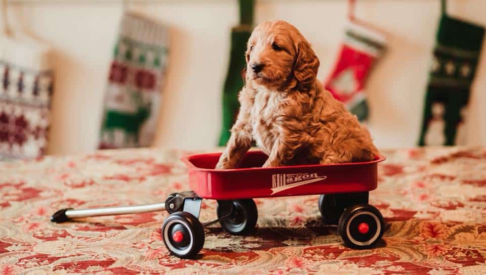 Double Doodle from Crockett Doodles