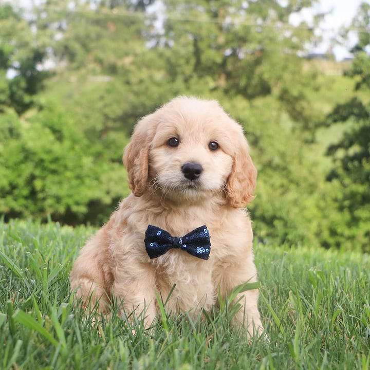 Goldendoodle Caramel Coat