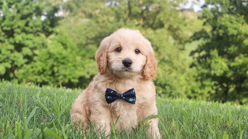 Goldendoodle Caramel Coat