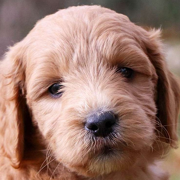 Puppy Schedule