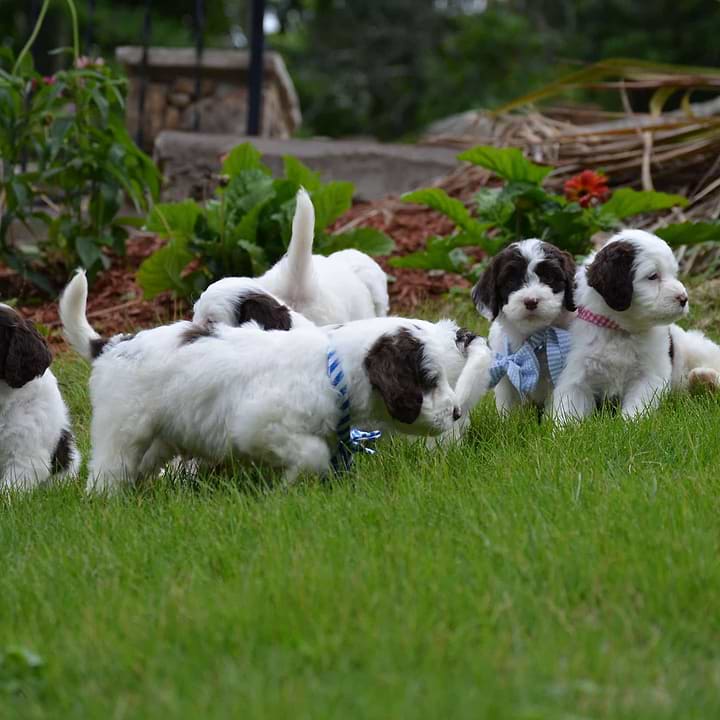 Mini Springerdoodle Litter Pic-7