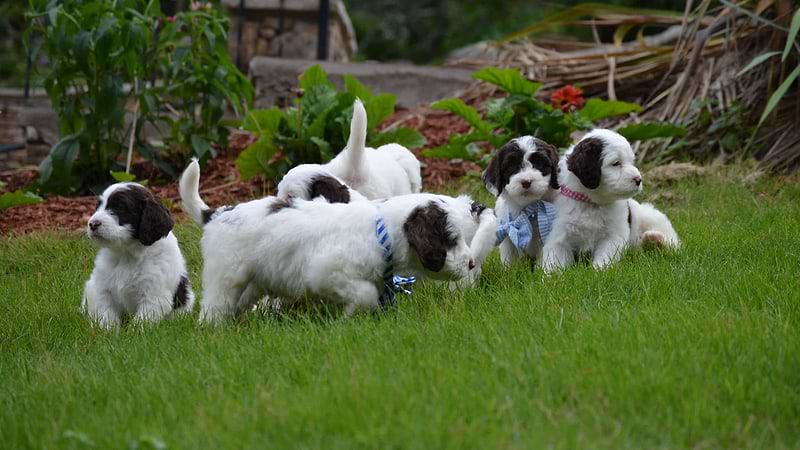 Mini Springerdoodle Litter Pic-7