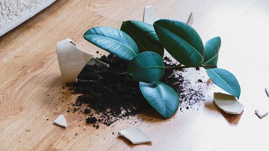 Ways to Puppy Proof Your Home