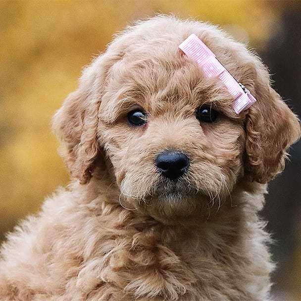 Is Crockett Doodles a Puppy Mill?
