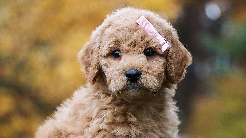 Is Crockett Doodles a Puppy Mill?