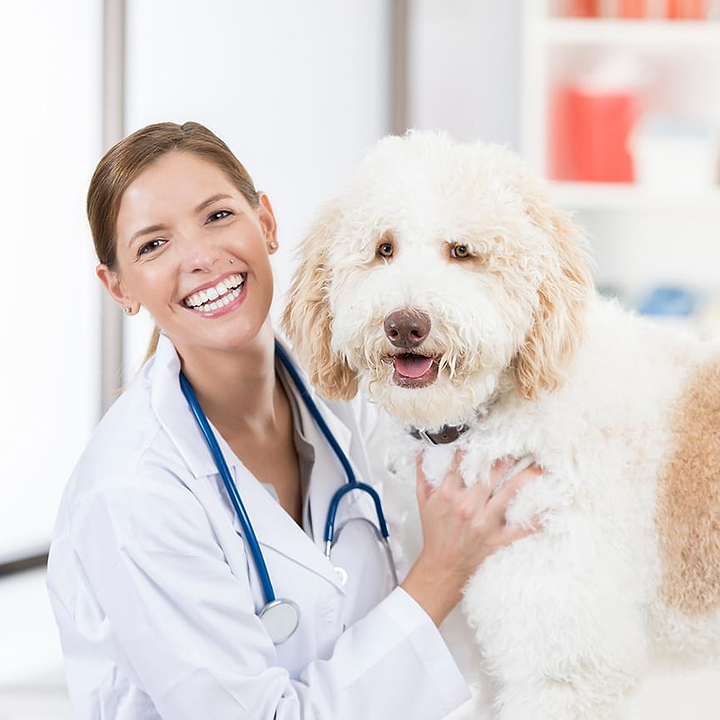 Choosing a Vet