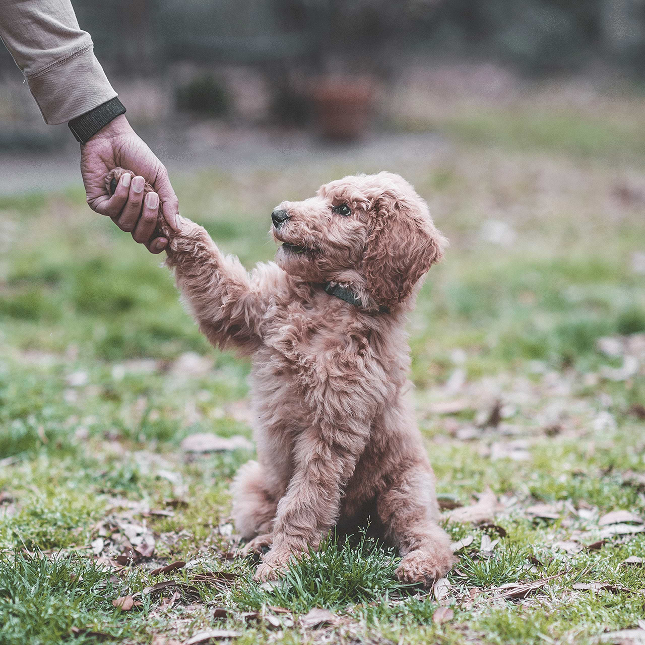 Puppy Training - Sit, Shake, Good Girl!