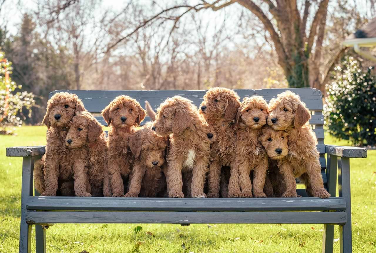 What is a Crockett Doodle?