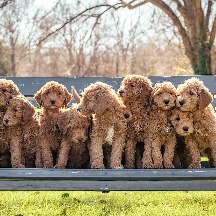 What is a Crockett Doodle?