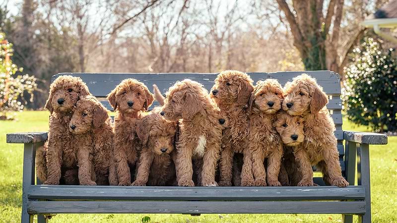 What is a Crockett Doodle?