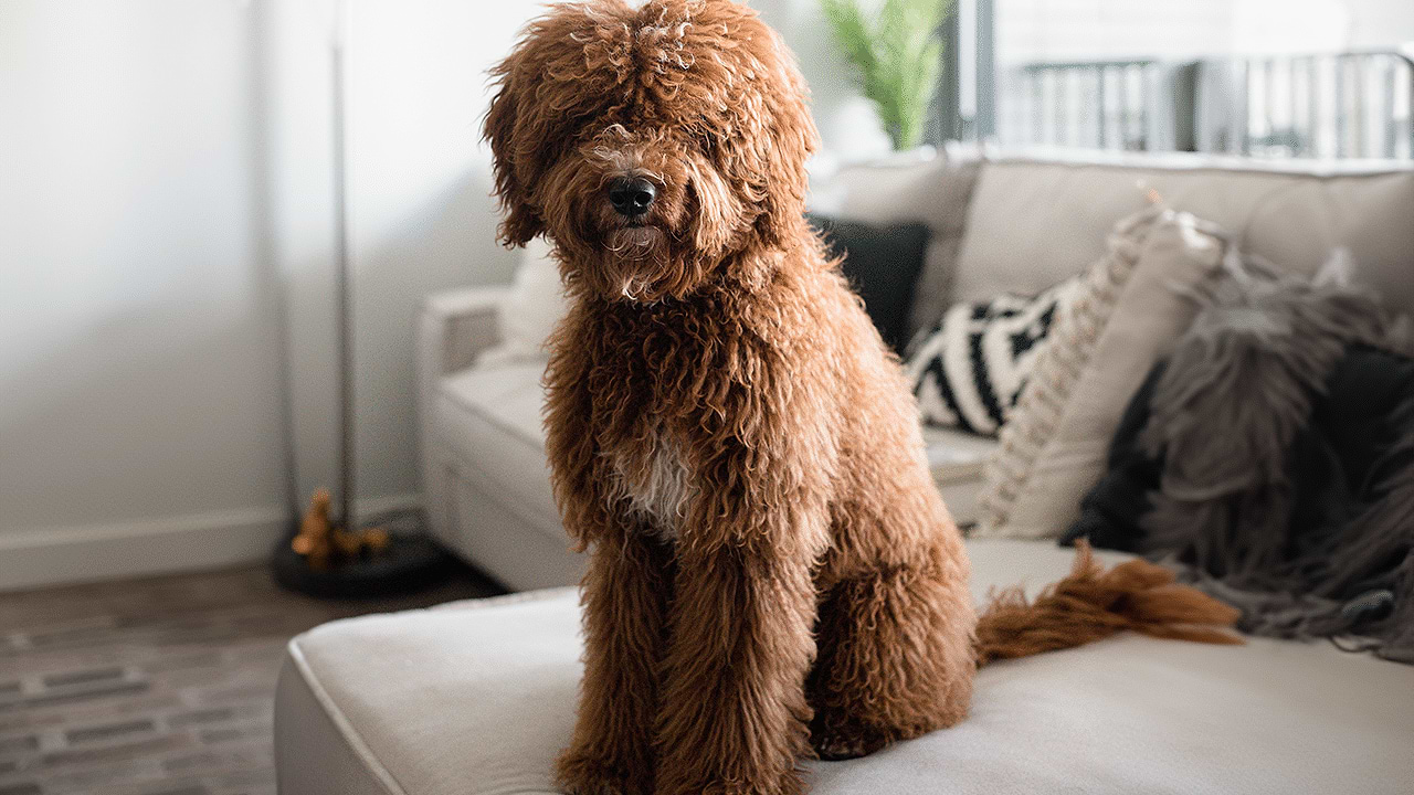 The benefits of a good quality dog bed