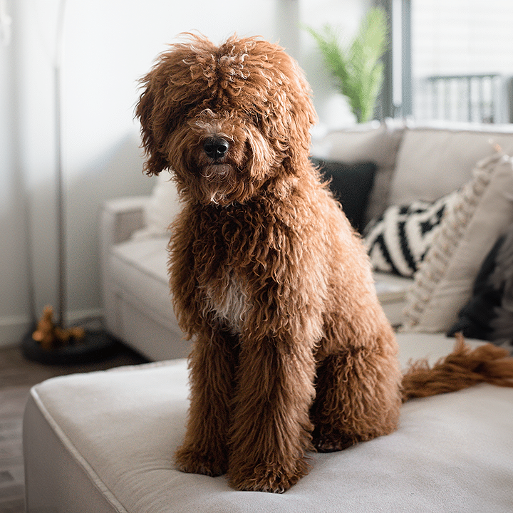 The benefits of a good quality dog bed