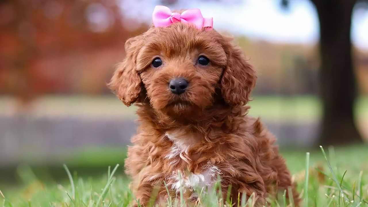 A Guide to Choosing the Perfect Puppy