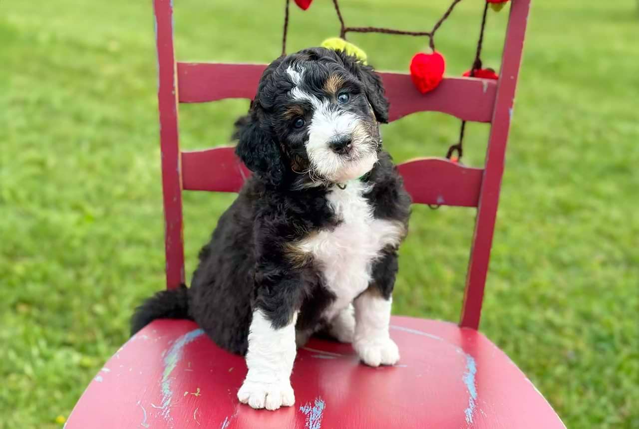 Which Doodle is Right for You?