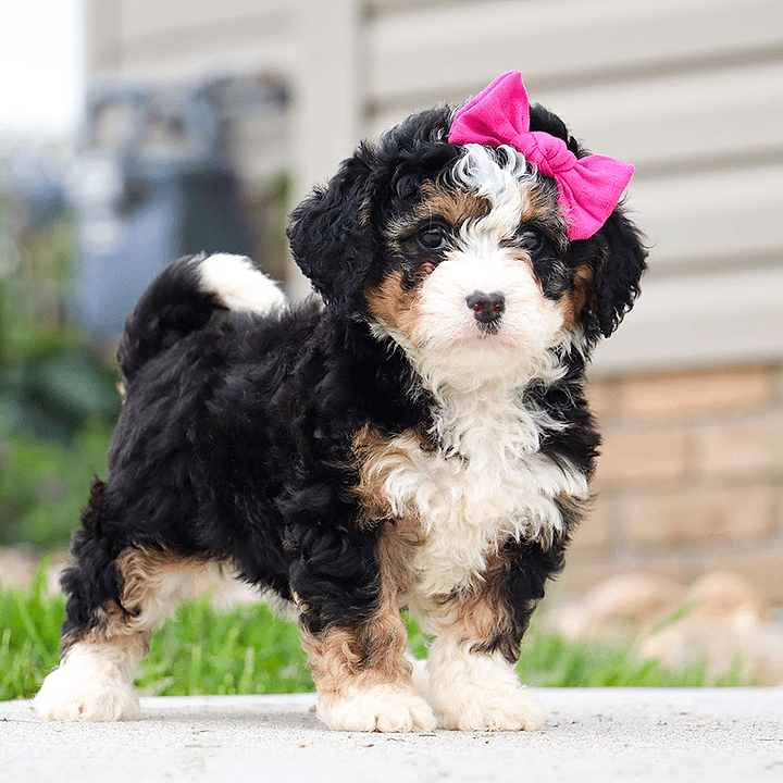 Female Bernedoodle