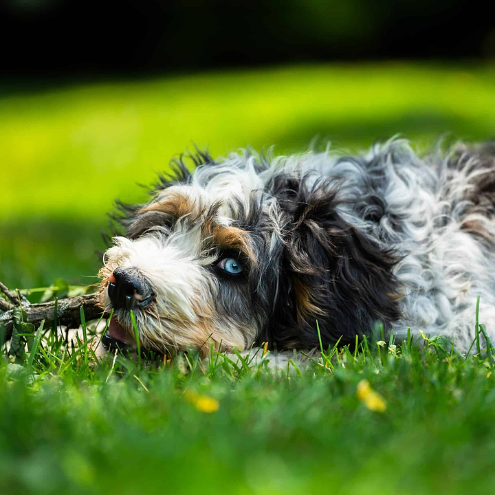 Fluffly Bernedoodle dog lying in the grass