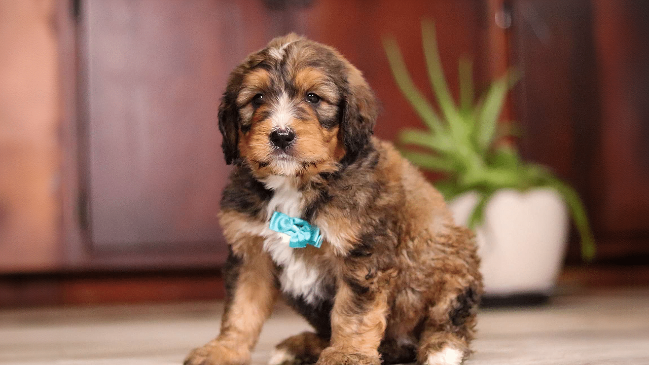 Cute Bernedoodle puppy sitting on the floor