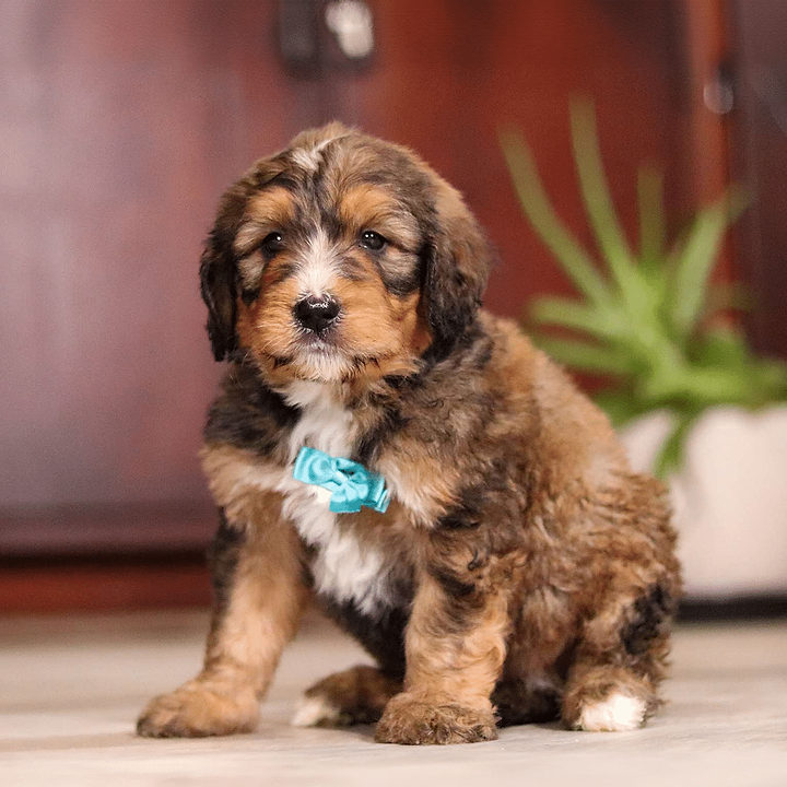 Cute Bernedoodle puppy sitting on the floor