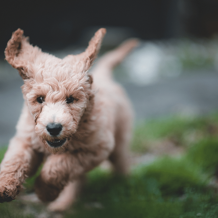 Are Golden Doodles Picky Eaters