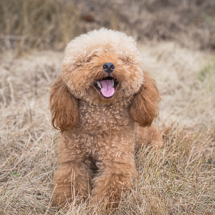 Cockapoo