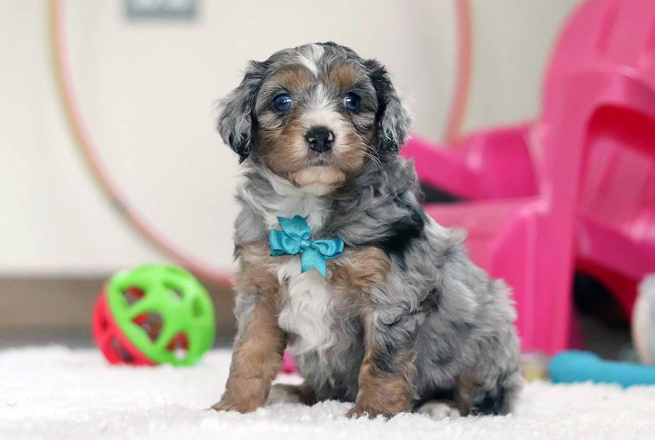 Merle Micro Mini Bernedoodle
