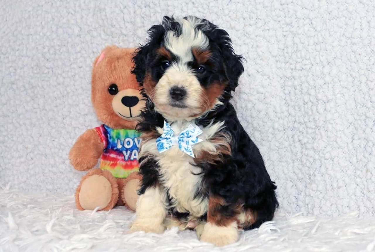 Micro Mini Bernedoodle with Teddy Bear