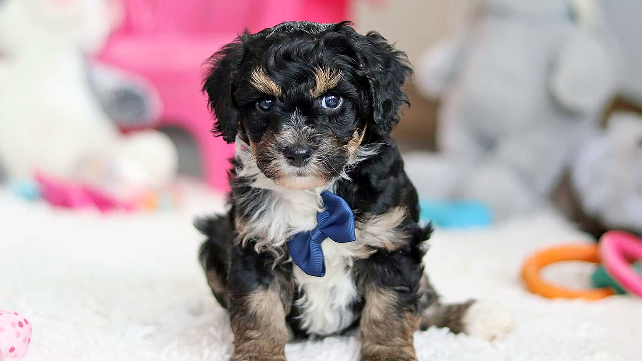 Micro Mini Bernedoodle Puppy