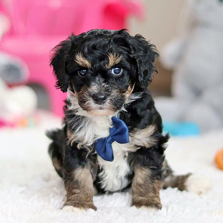 Micro Mini Bernedoodle Puppy