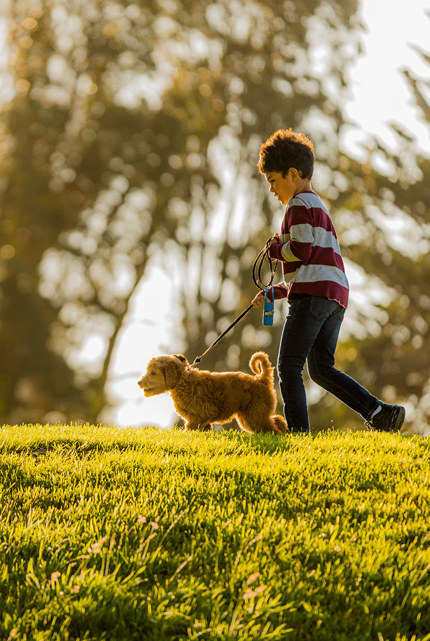 Walking Goldendoodle Puppy - Training