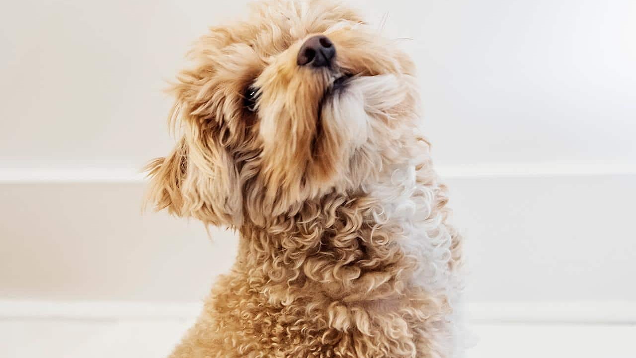 Identify and Prevent Seasonal Allergies in Dogs
